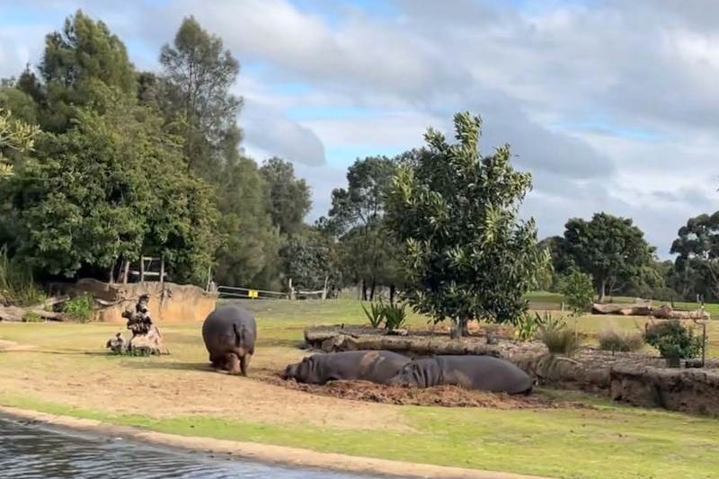 Year 4 Excursion: Werribee Zoo Safari